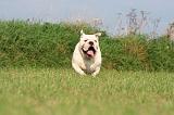BULLDOG ANGLAIS 191